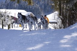 Lenk 2013